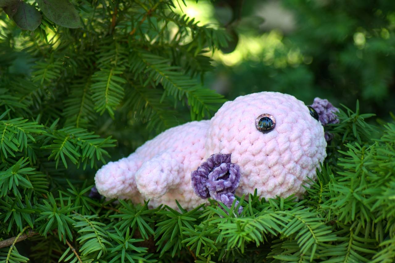 Large Axolotl