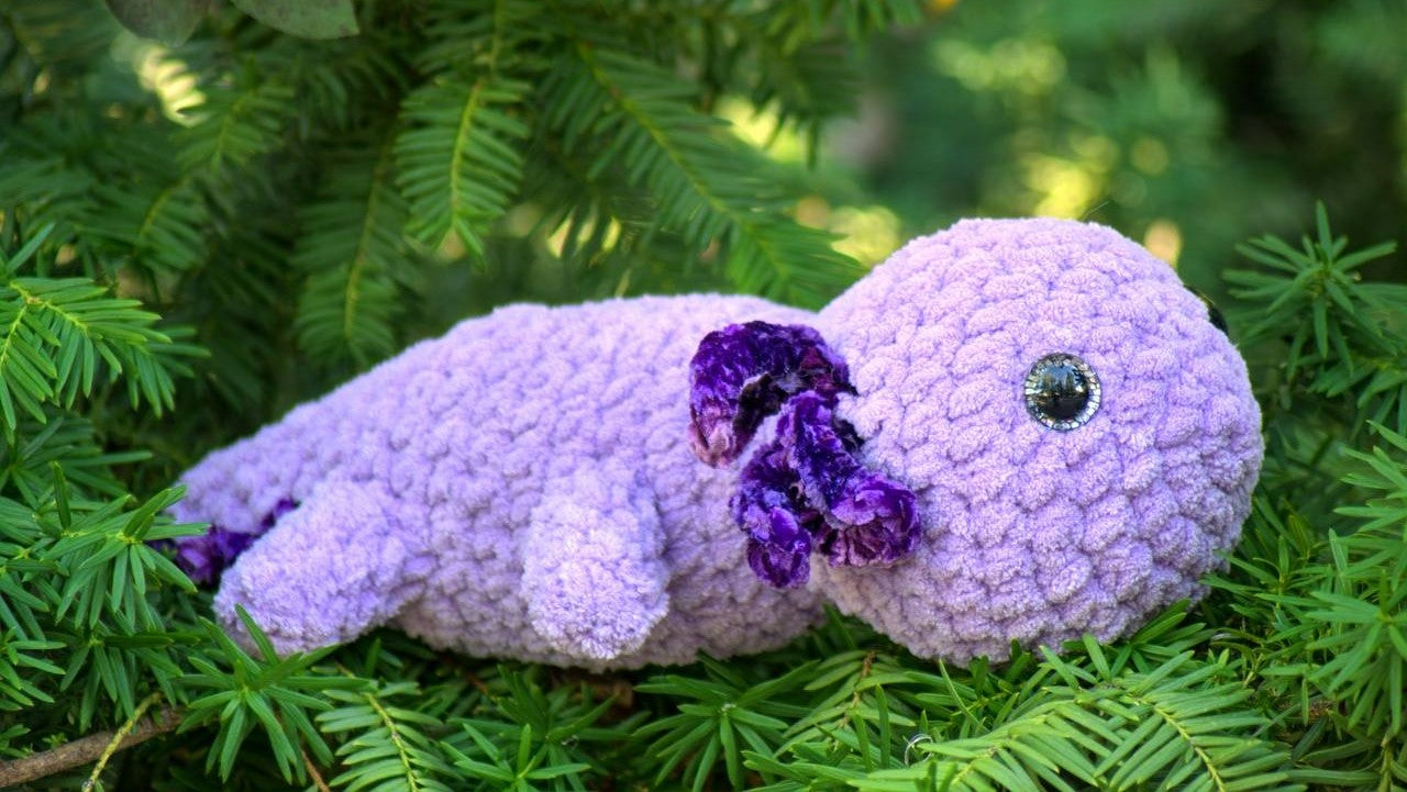 Large Axolotl