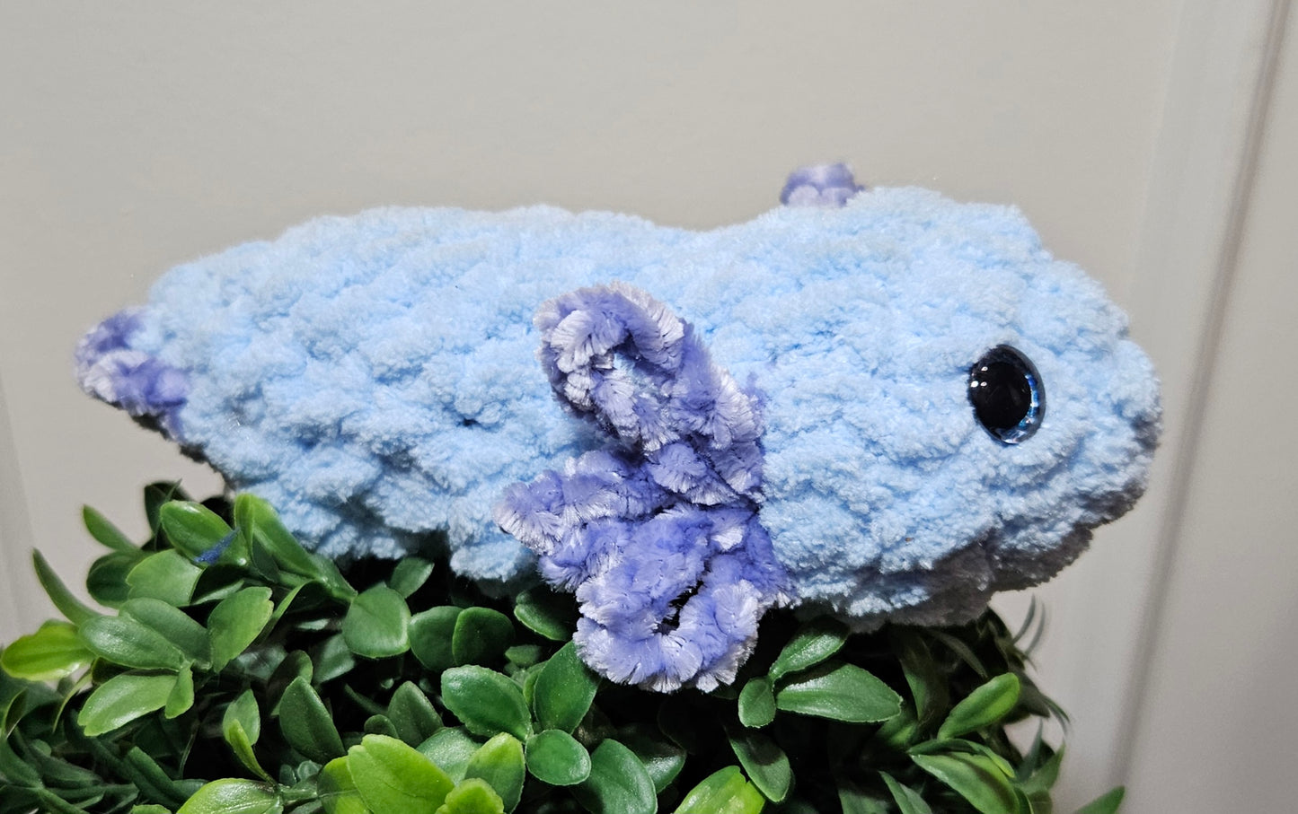 Small Axolotl