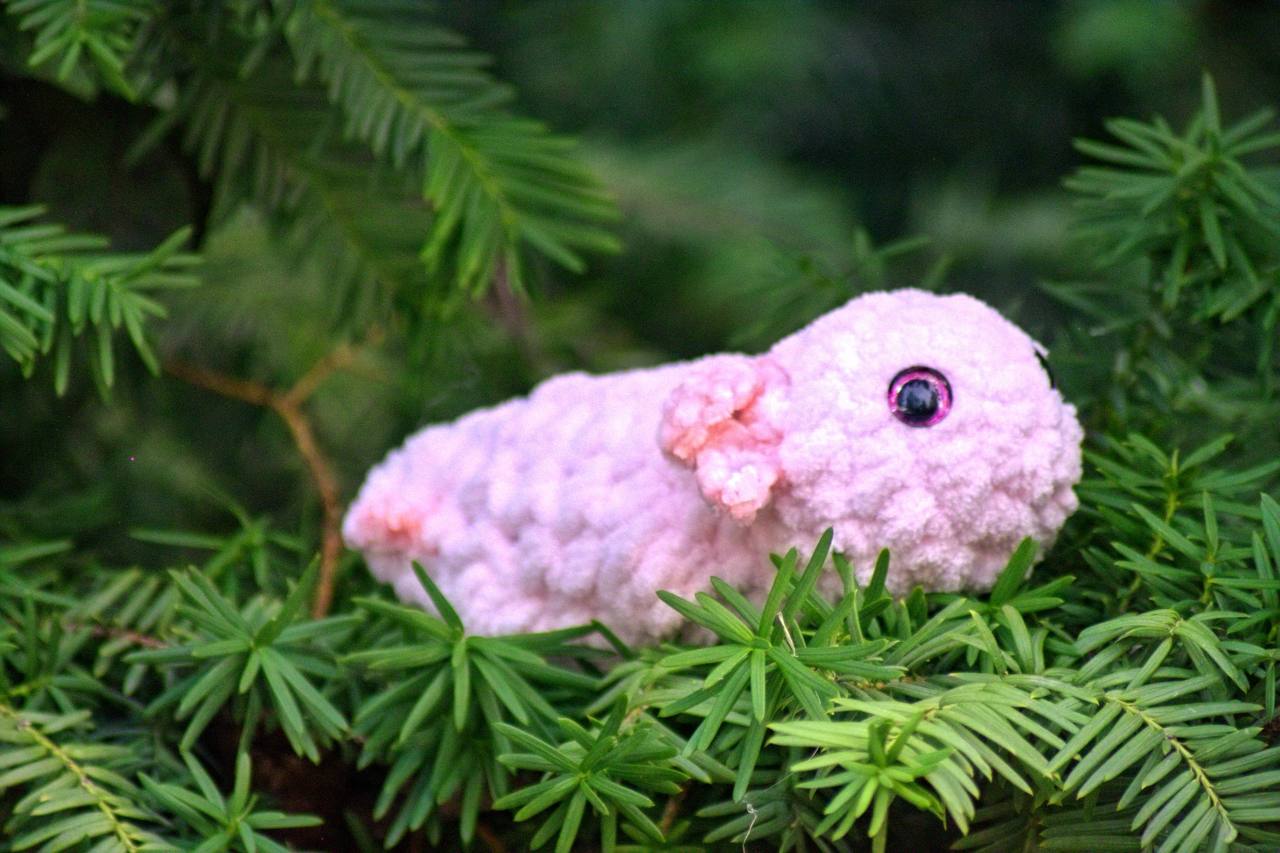 Small Axolotl