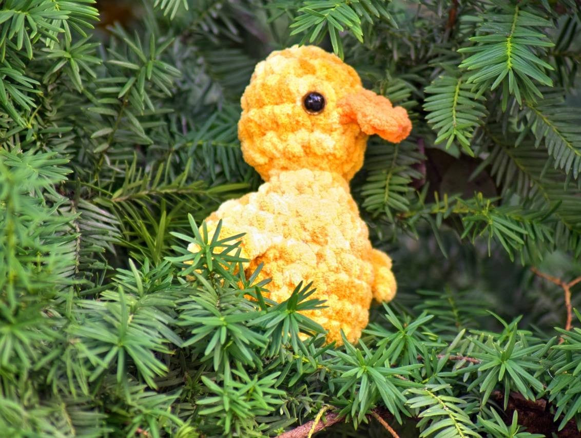 Duck