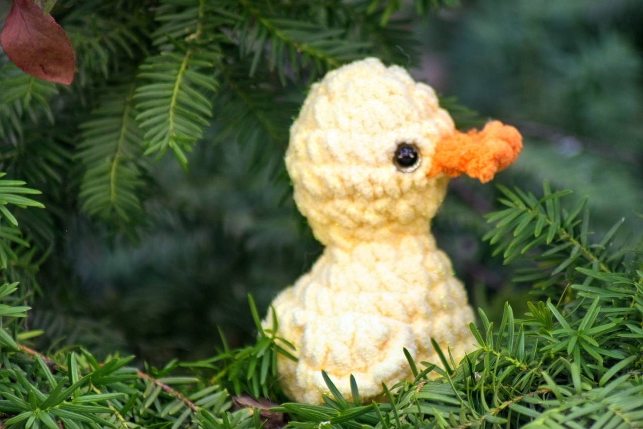 Duck